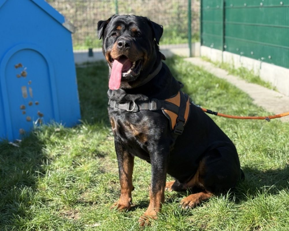 The rock - Chien Rottweiler à adopter - photo 2