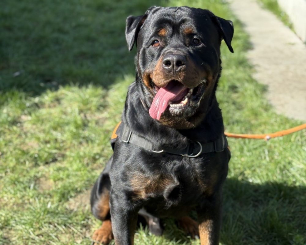 The rock - Chien Rottweiler à adopter - photo 3