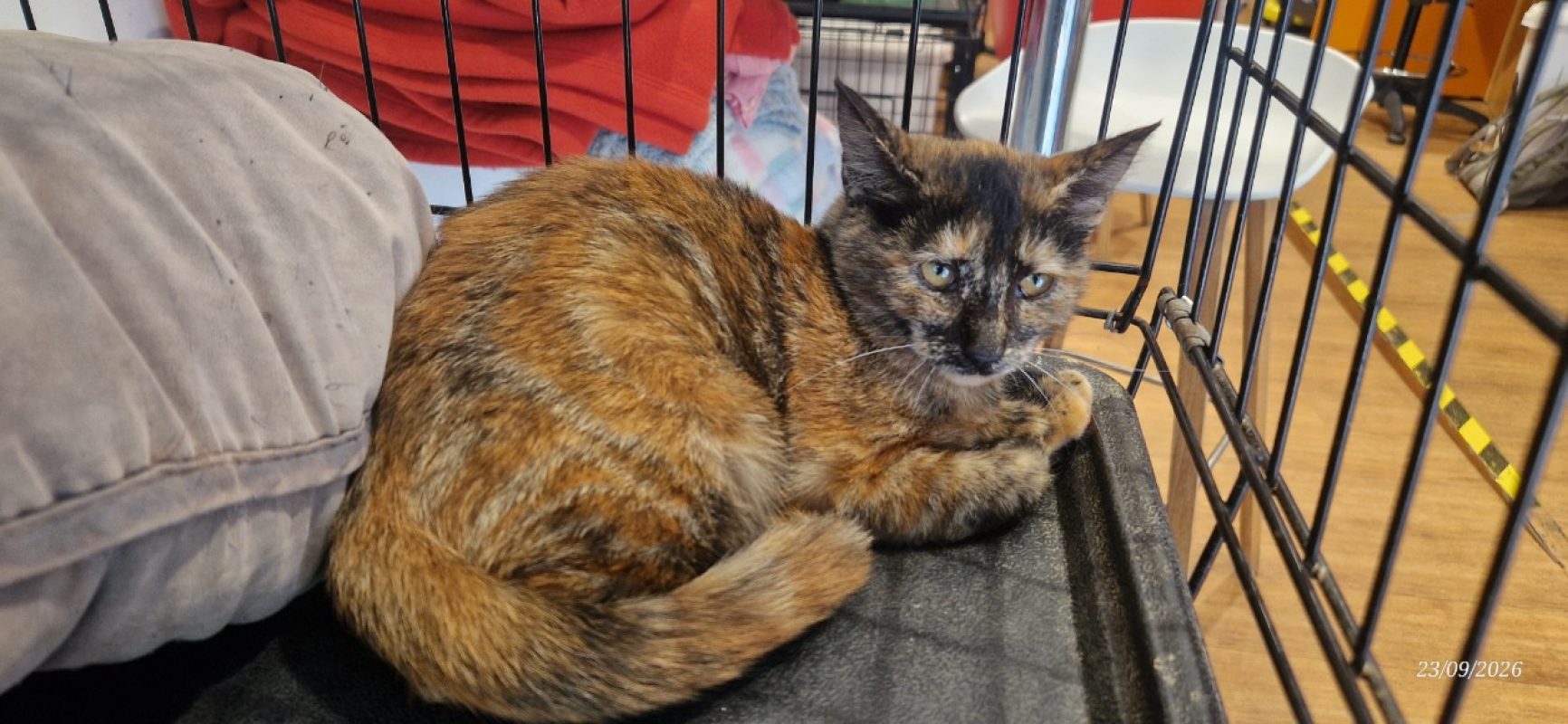 Peach - Chat Européen à adopter