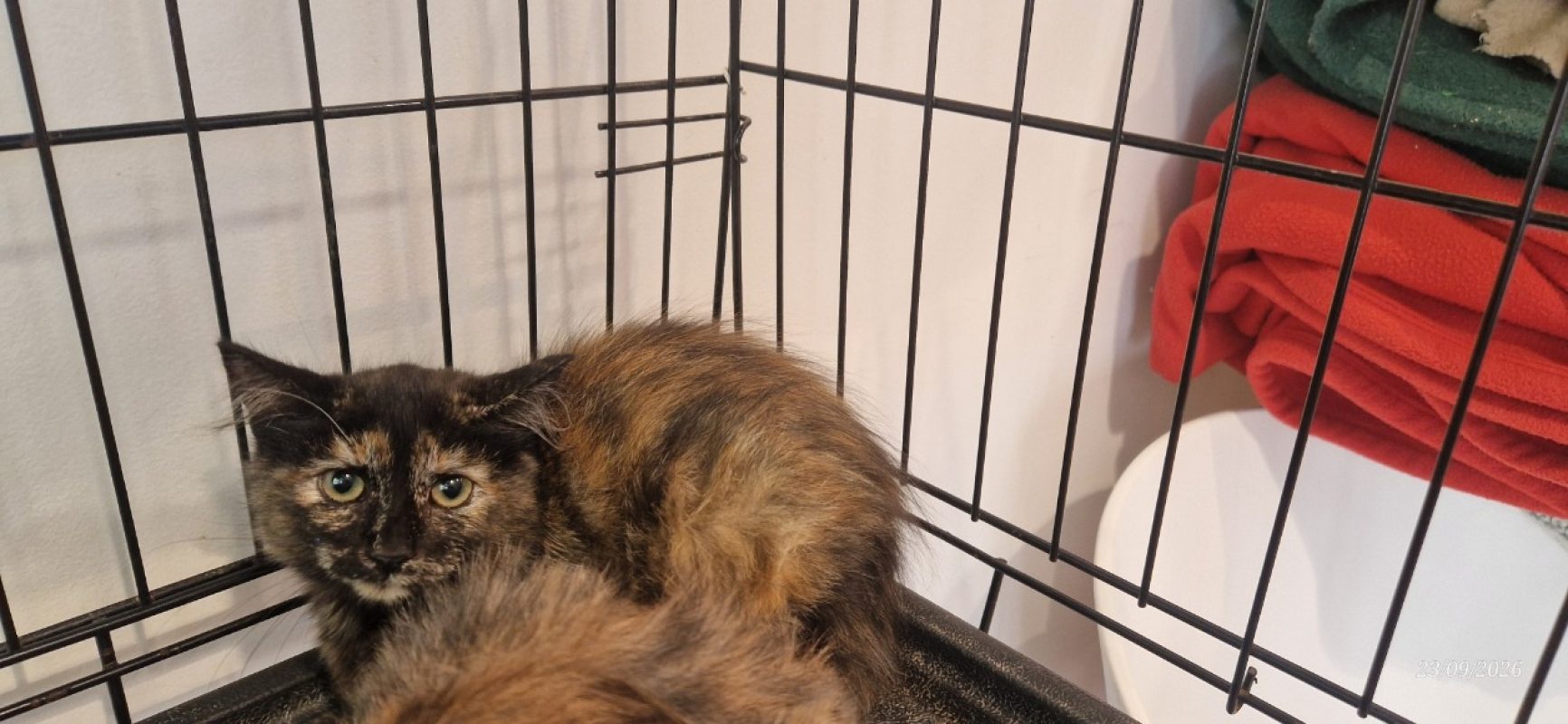 Daisy - Chat Européen à adopter