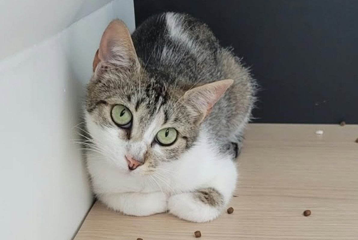 Antilope - Chat Européen à adopter