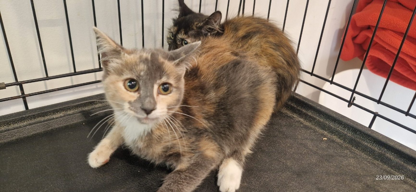 Myrtille - Chat Européen à adopter