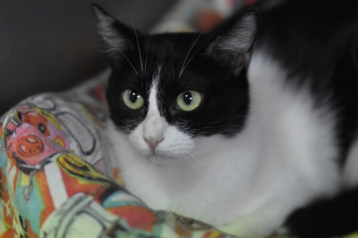 Fabi - Chat à adopter - photo 3