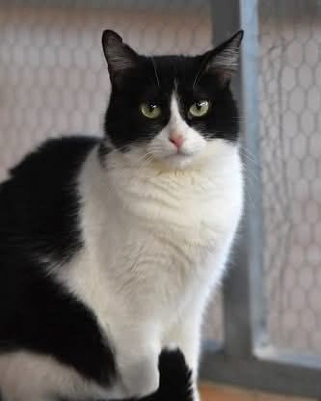 Fabi - Chat à adopter