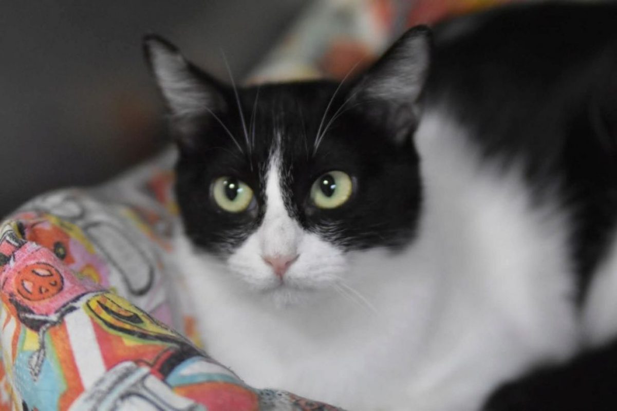 Fabi - Chat à adopter - photo 2