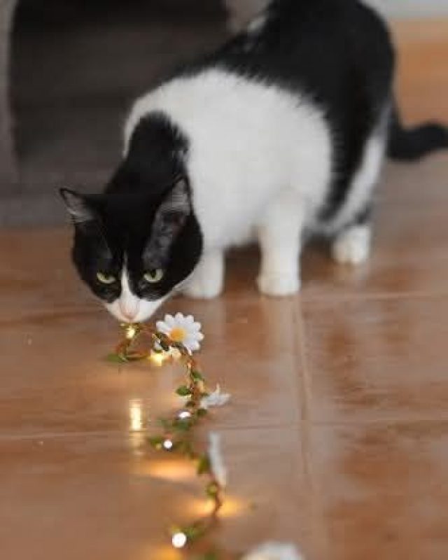 Fabi - Chat à adopter - photo 4