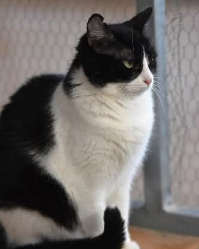 Fabi - Chat à adopter - photo 6