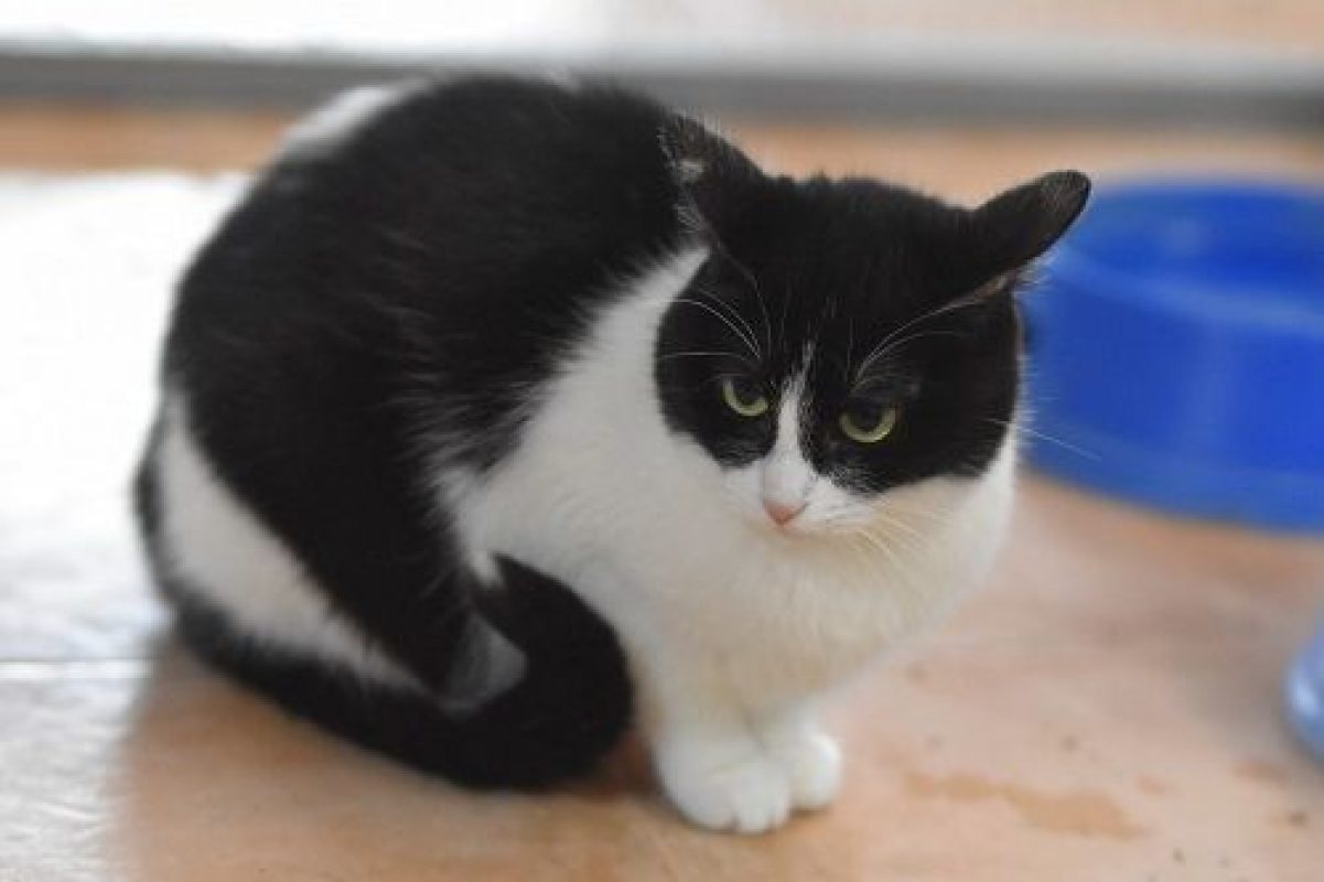 Fabi - Chat à adopter - photo 5