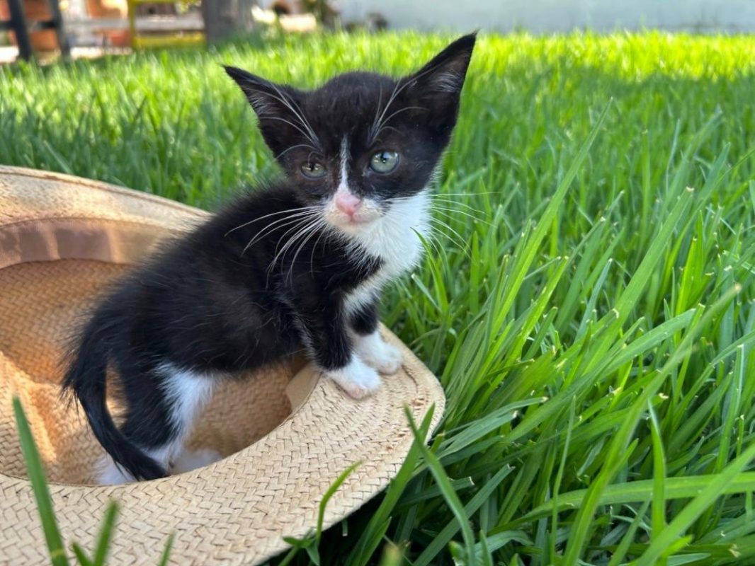Feliz - Chat à adopter - photo 3