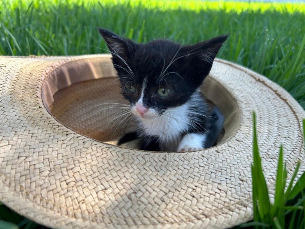 Feliz - Chat à adopter - photo 9