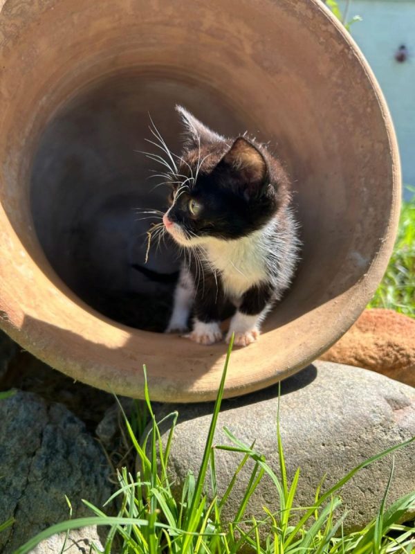 Feliz - Chat à adopter - photo 8