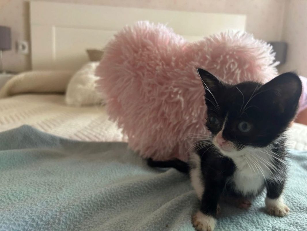 Feliz - Chat à adopter - photo 4