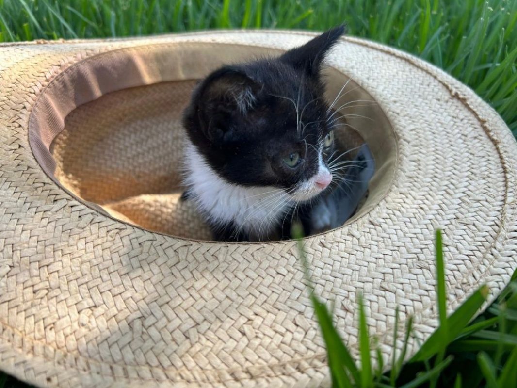 Feliz - Chat à adopter - photo 6
