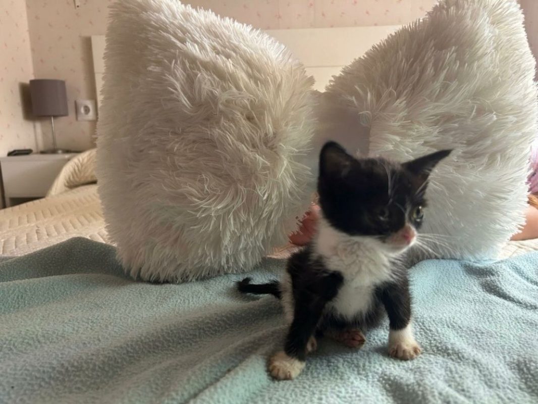 Feliz - Chat à adopter - photo 7