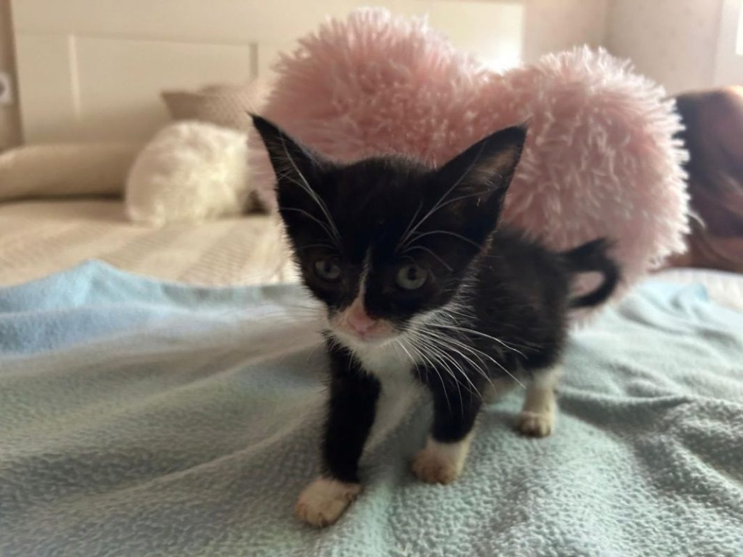 Feliz - Chat à adopter - photo 2
