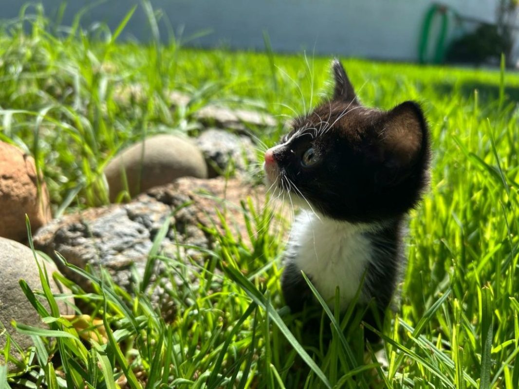 Feliz - Chat à adopter - photo 10