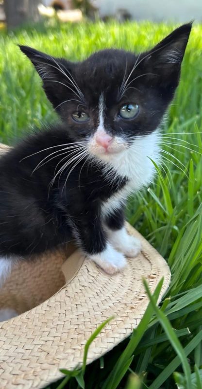 Feliz - Chat à adopter