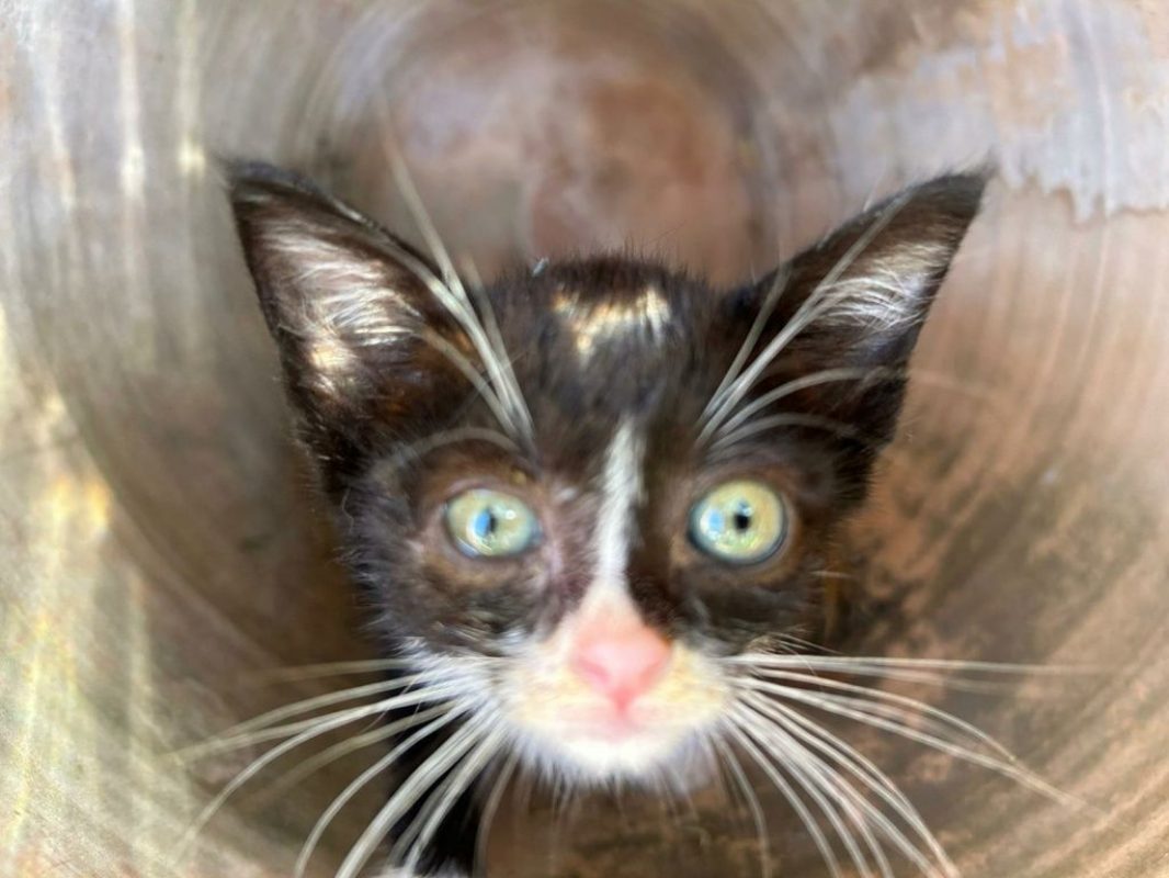 Feliz - Chat à adopter - photo 5