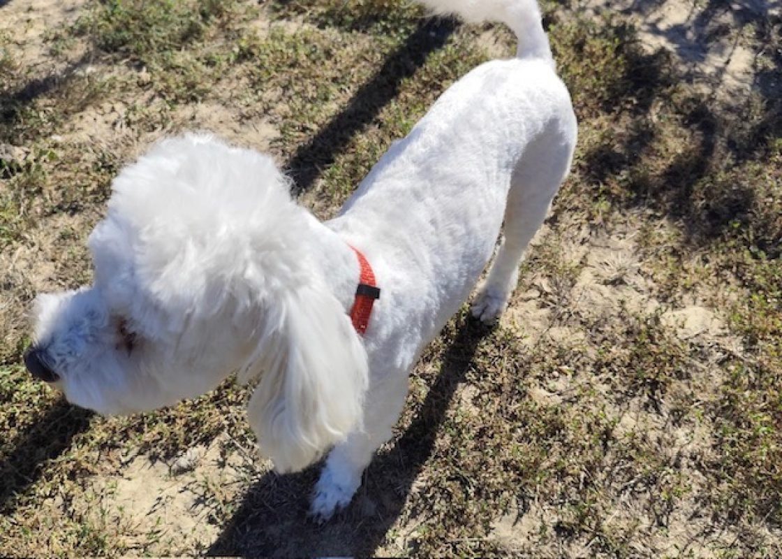 Mulan - Chien Bichon à poil frisé à adopter