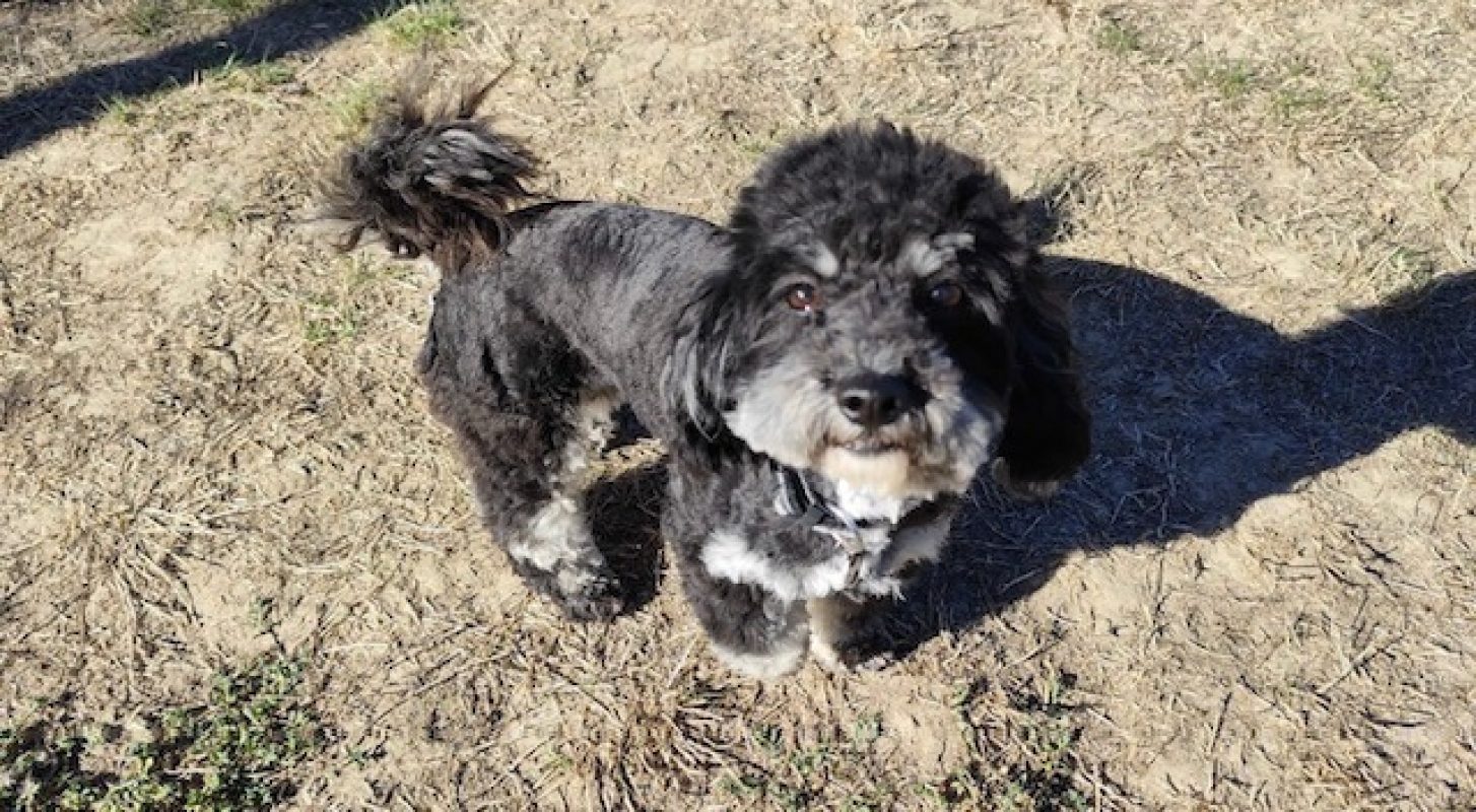 Loubia - Chien Bichon à poil frisé à adopter