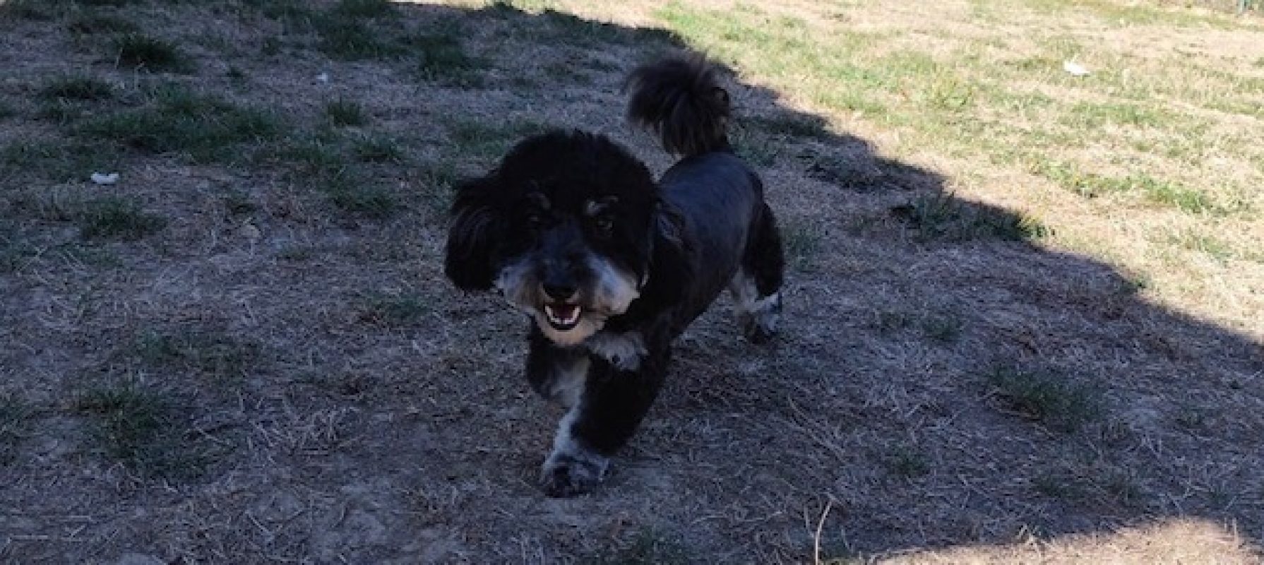 Loubia - Chien Bichon à poil frisé à adopter - photo 2