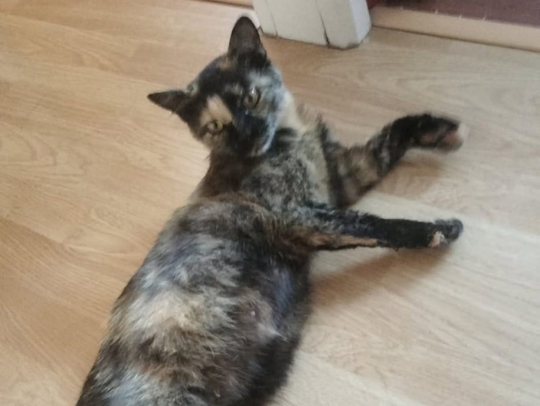 Sangria - Chat Européen à adopter