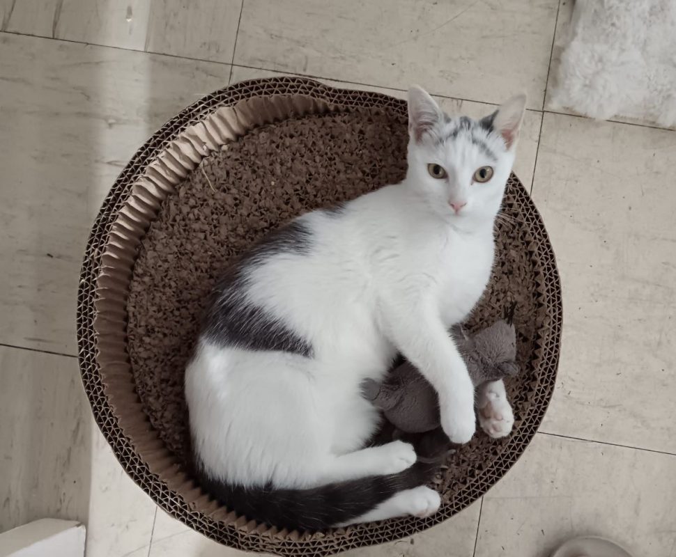 KAYLA - Chat Européen à adopter
