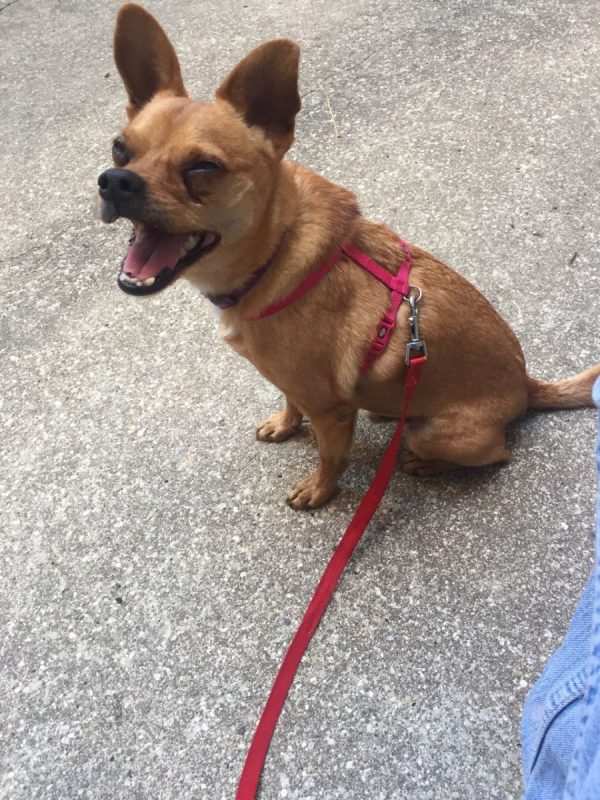 Snickers - Chien Pinscher à adopter - photo 5
