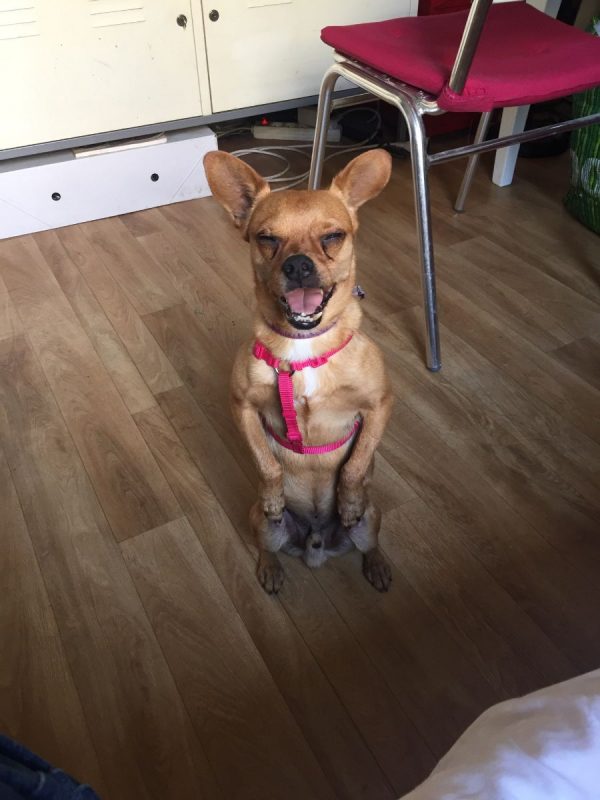 Snickers - Chien Pinscher à adopter
