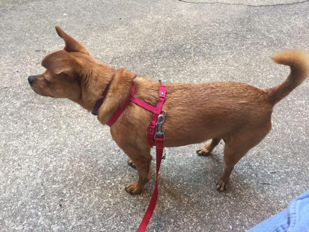 Snickers - Chien Pinscher à adopter - photo 4