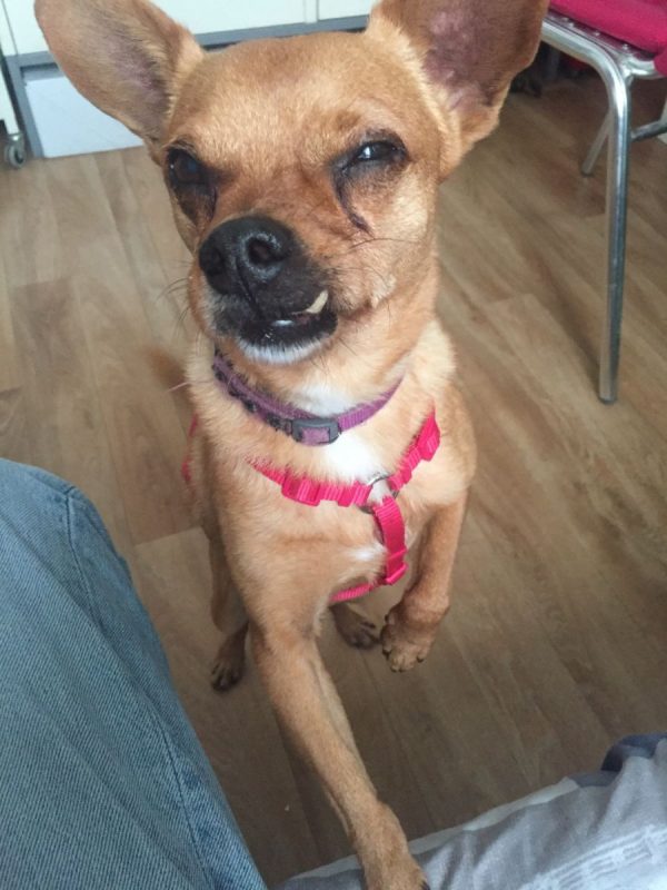 Snickers - Chien Pinscher à adopter - photo 2