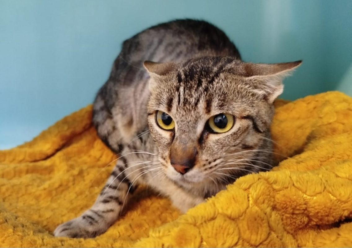 Ludivine - Chat Européen à adopter
