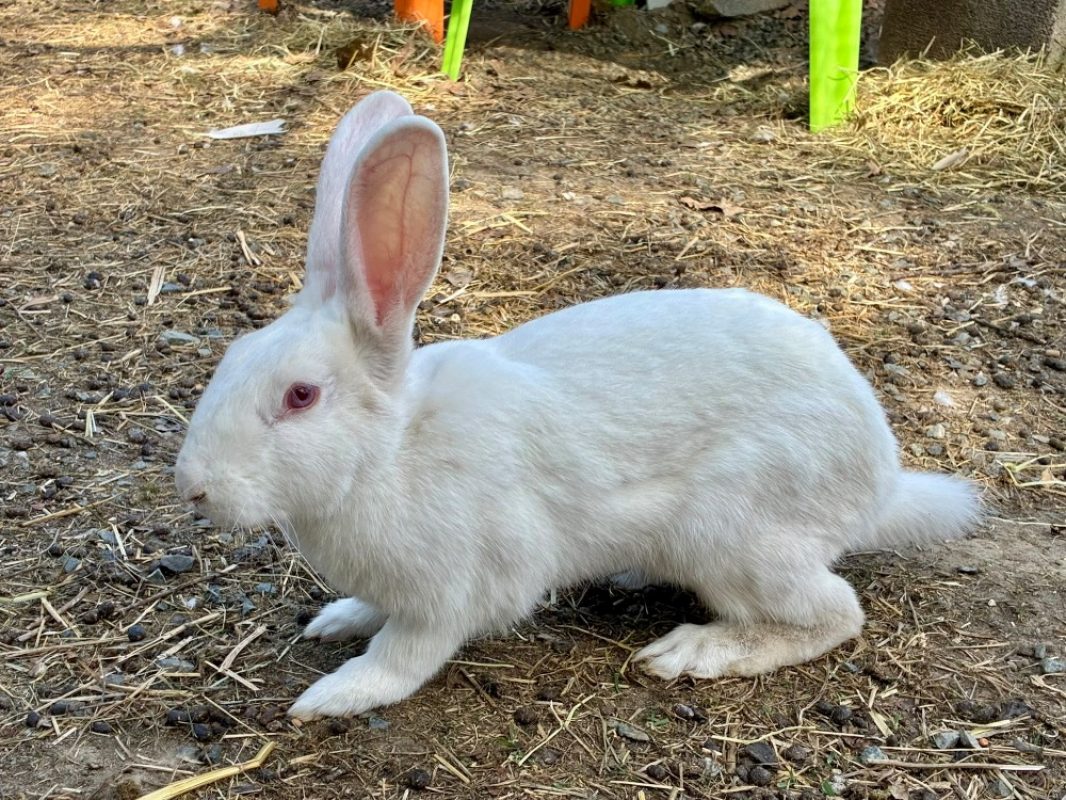 Guming - Rongeur Lapin à adopter