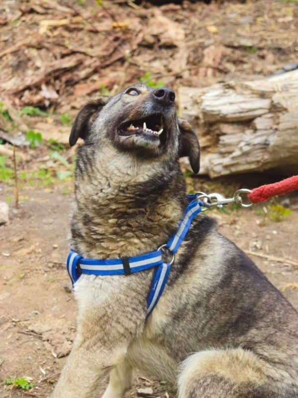MARMISHKA - Chien Croisé x Berger Yougoslave à adopter - photo 4
