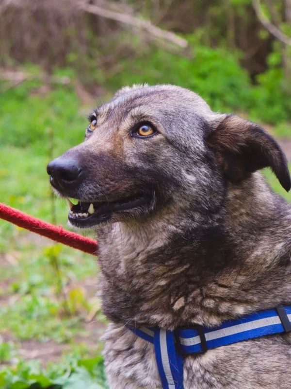 MARMISHKA - Chien Croisé x Berger Yougoslave à adopter - photo 2