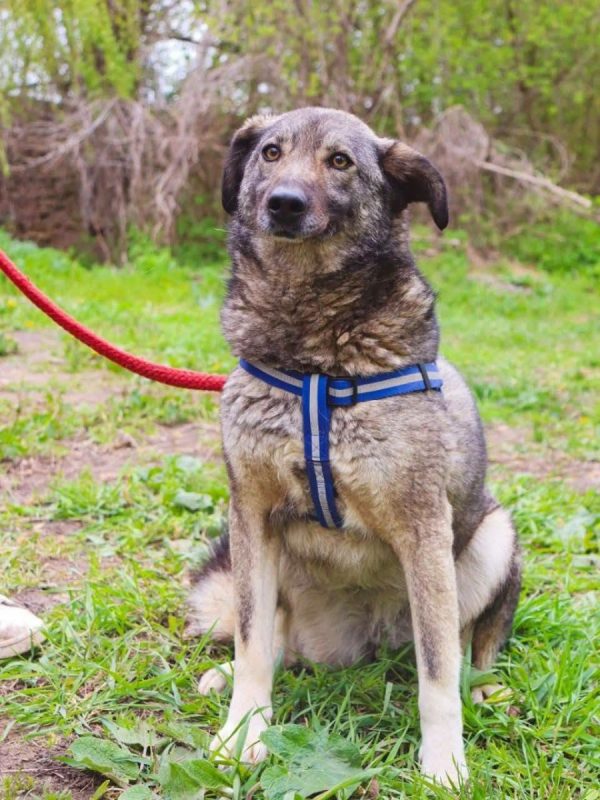 MARMISHKA - Chien Croisé x Berger Yougoslave à adopter