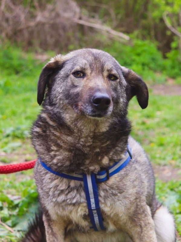 MARMISHKA - Chien Croisé x Berger Yougoslave à adopter - photo 3