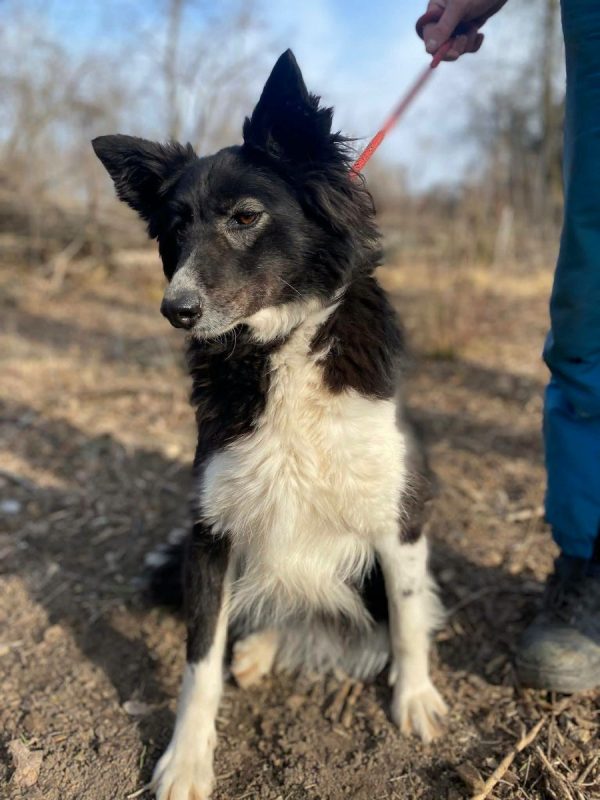 BIBA - Chien Border Collie x Croisé à adopter - photo 2