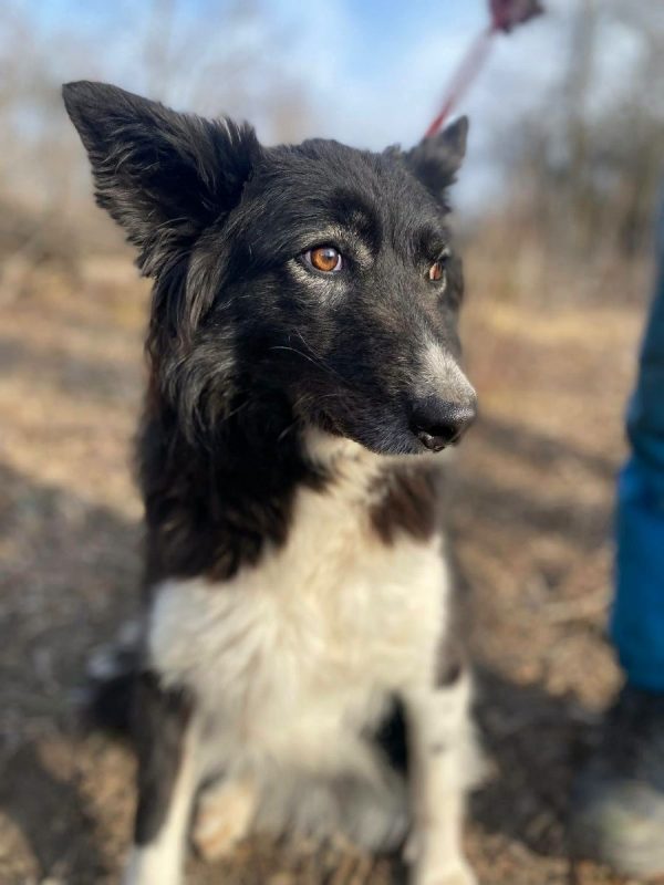 BIBA - Chien Border Collie x Croisé à adopter - photo 6