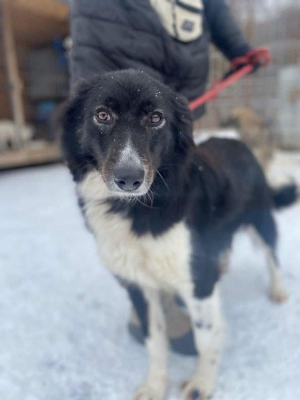 BIBA - Chien Border Collie x Croisé à adopter