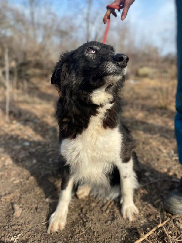 BIBA - Chien Border Collie x Croisé à adopter - photo 4