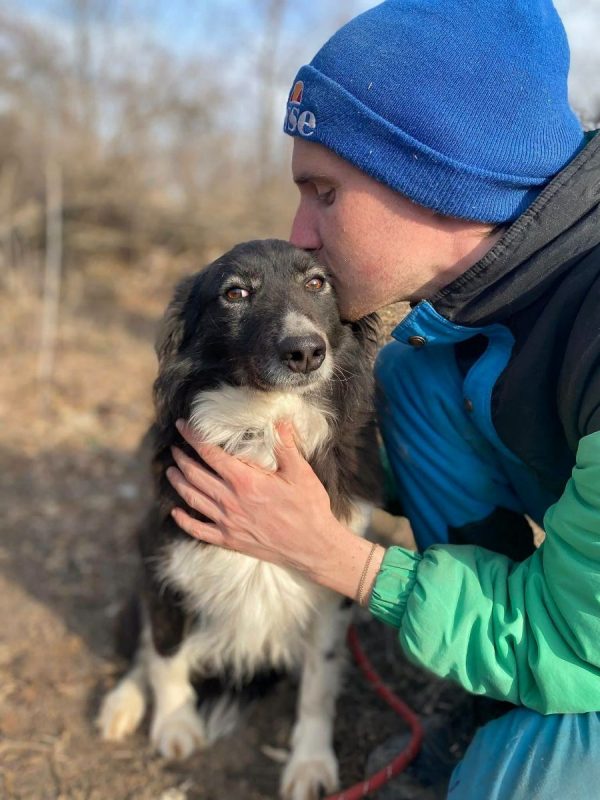 BIBA - Chien Border Collie x Croisé à adopter - photo 7