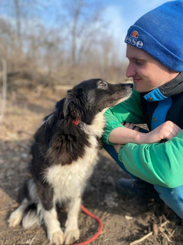 BIBA - Chien Border Collie x Croisé à adopter - photo 5