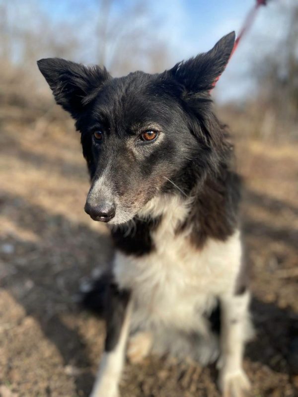 BIBA - Chien Border Collie x Croisé à adopter - photo 3