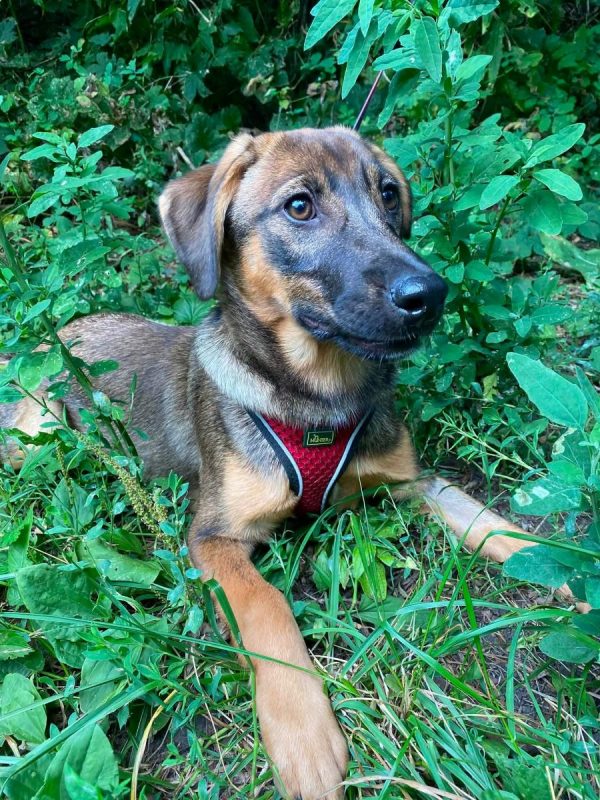 LIPA - Chien Royal Bourbon x Brachet Tyrolien à adopter - photo 5