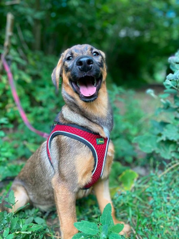 LIPA - Chien Royal Bourbon x Brachet Tyrolien à adopter