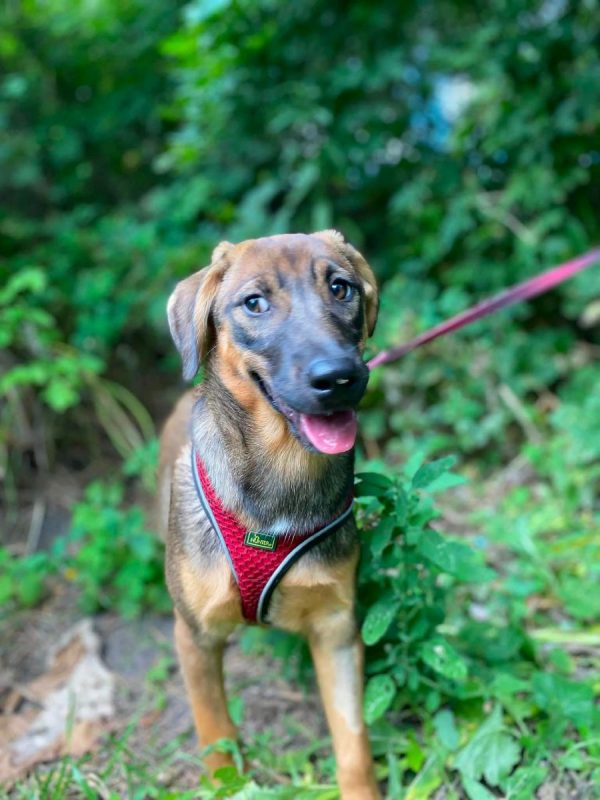 LIPA - Chien Royal Bourbon x Brachet Tyrolien à adopter - photo 4