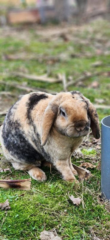 Bunny - Rongeur Lapin à adopter