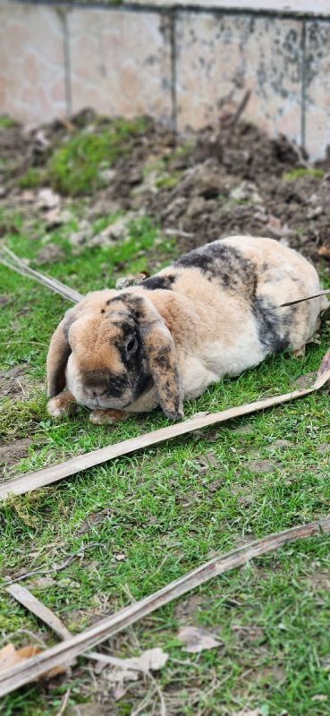 Bunny - Rongeur Lapin à adopter - photo 3