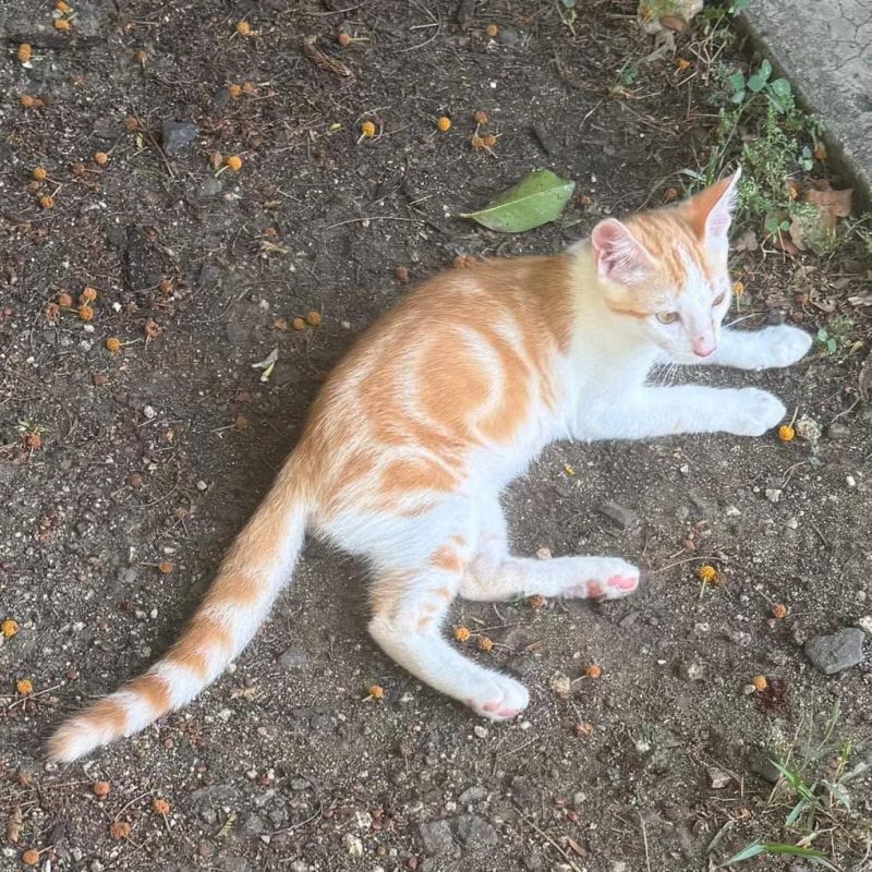 ELFY - Chat Européen à adopter - photo 3